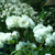 Sissinghurst, England